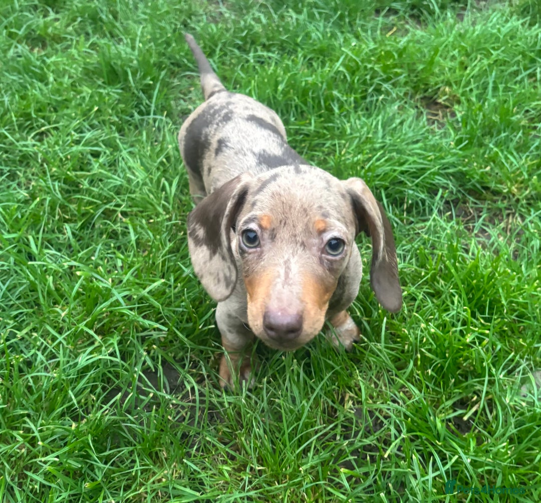 Miniature Dachshund dogs for sale: Ready now! KC Miniature Dachshund Puppies  - Image 3