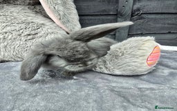 Continental Giant rabbits for sale: Giant french lops - Image 1