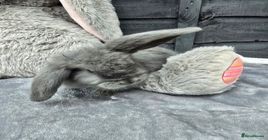 Continental Giant rabbits Giant french lops - Advert 4