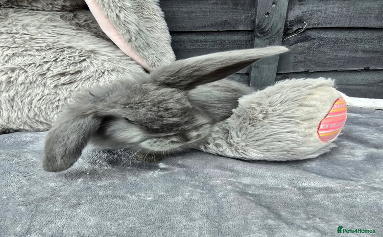 Continental Giant rabbits - Advert 2