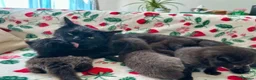 British Shorthair cats for sale: British short hair mix in Wellingborough - Advert 3