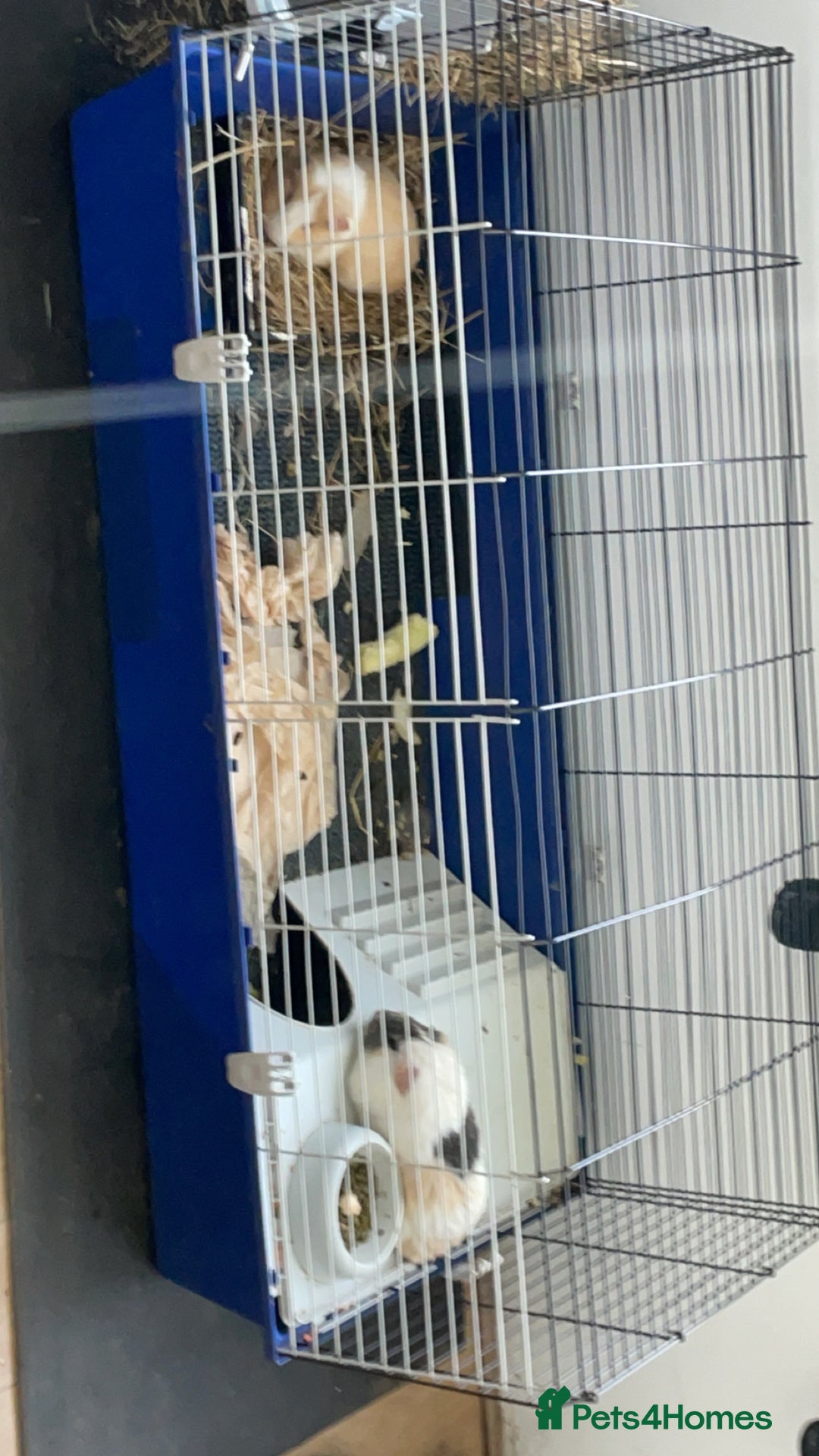 Guinea Pig rodents for sale: 2 male guinea pigs with cage  - Advert 7