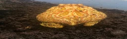 Frog reptiles for sale: Adult male apricot horned frog/pacman frog in Sutton Coldfield - Advert 4