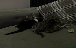 British Shorthair cats for sale: 3 British shorthair x tabby  - Image 4