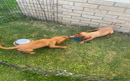 Labrador Retriever dogs for sale: Beautiful fox red lab puppies in Cambridge - Image 12