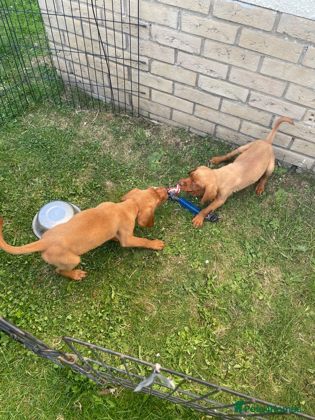 Labrador Retriever dogs for sale: Beautiful fox red lab puppies in Cambridge - Image 12