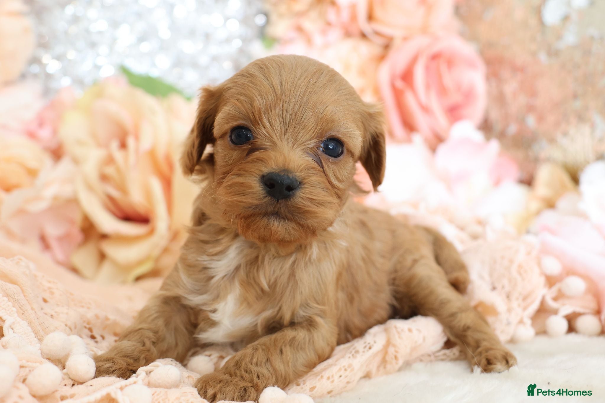 Cavapoo dogs *HEALTH TESTED* CAVAPOOS - Advert 1