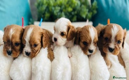 Cavalier King Charles Spaniel dogs for sale: Fully Health tested Cavalier King Charles Puppies  - Image 13