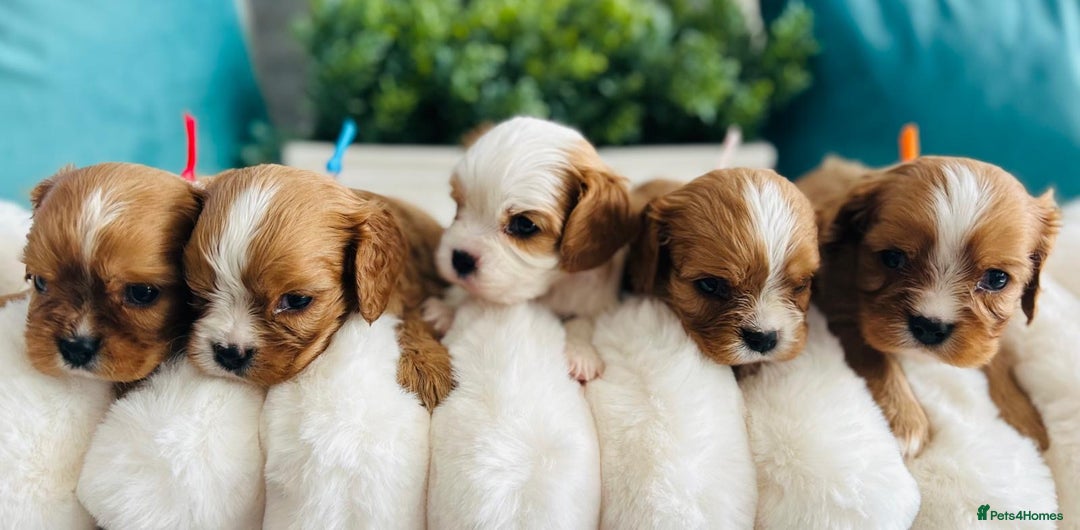Cavalier King Charles Spaniel dogs for sale: Fully Health tested Cavalier King Charles Puppies  - Image 13