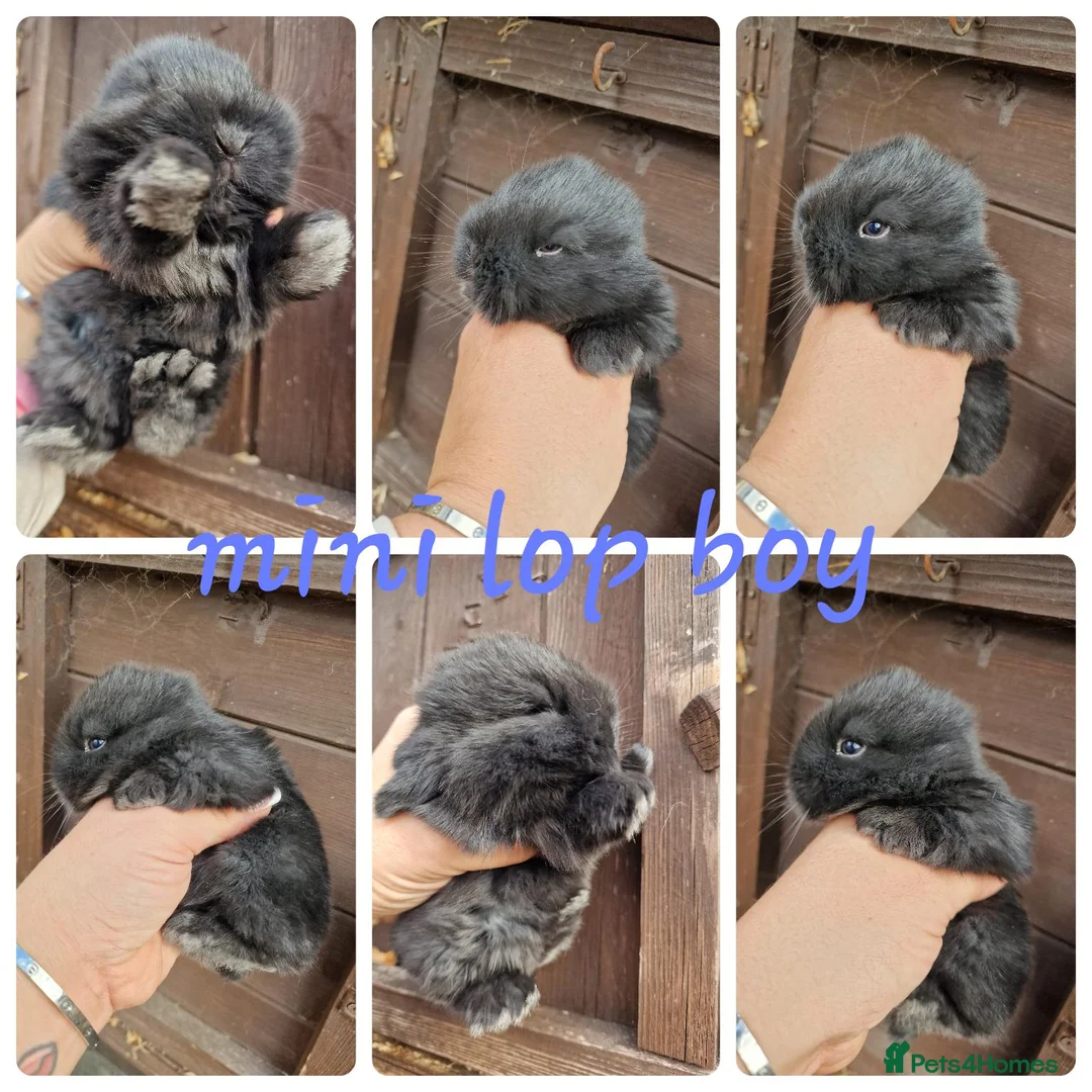 Mini Lop rabbits for sale: Mini lop babies available for reserve  - Advert 5