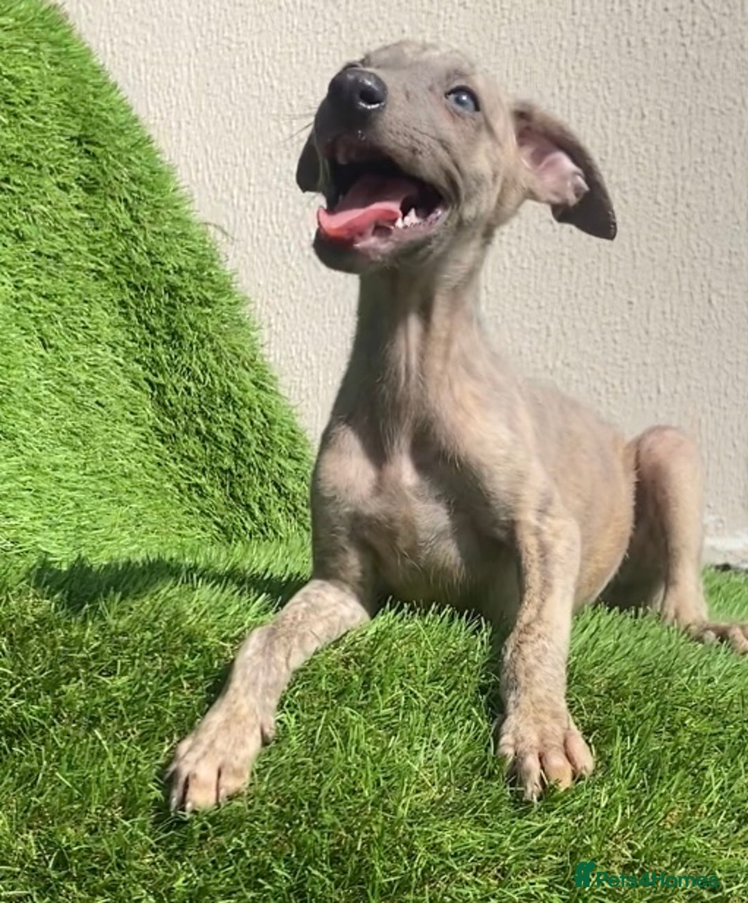 Whippet dogs for sale: Kc whippet pups  - Image 26