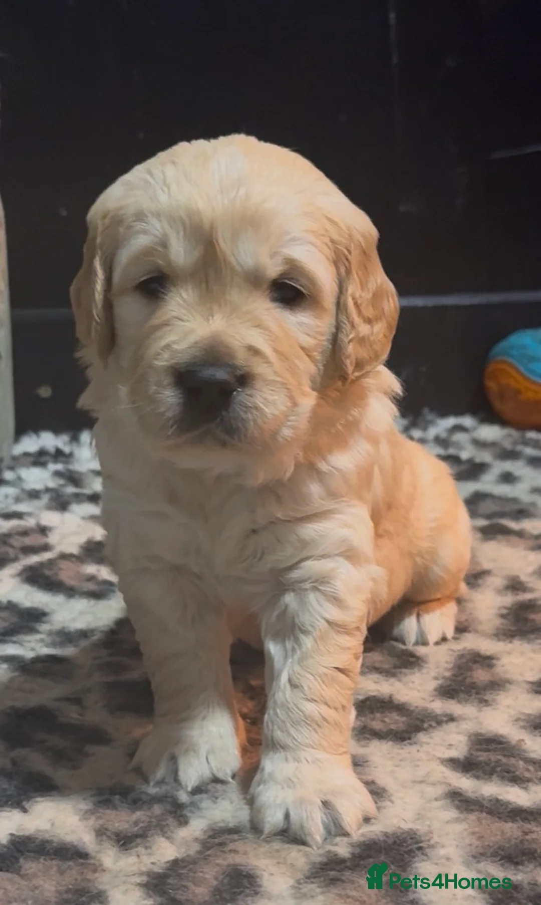 Golden Retriever dogs for sale: Golden Retriever puppies  - Advert 2