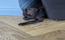 Cocker Spaniel dogs for sale: Working Cocker spaniel pup - Image 3