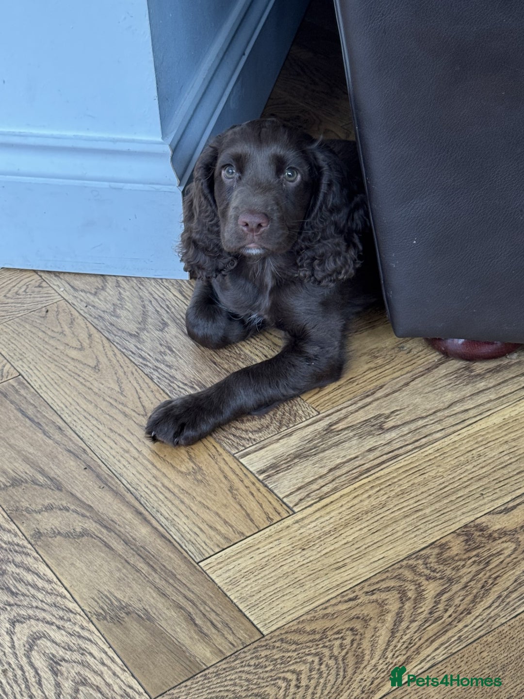 Cocker Spaniel dogs for sale: Working Cocker spaniel pup - Image 3