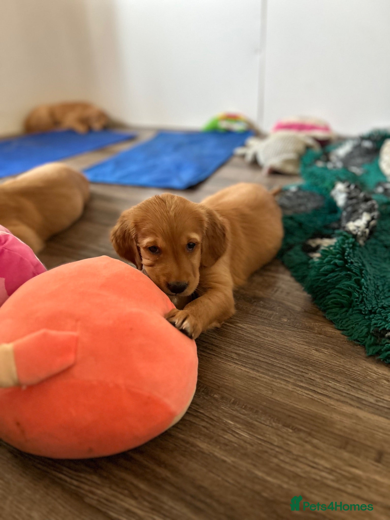 Golden Retriever dogs Beautiful litter of dark red golden retriever pups - Advert 2