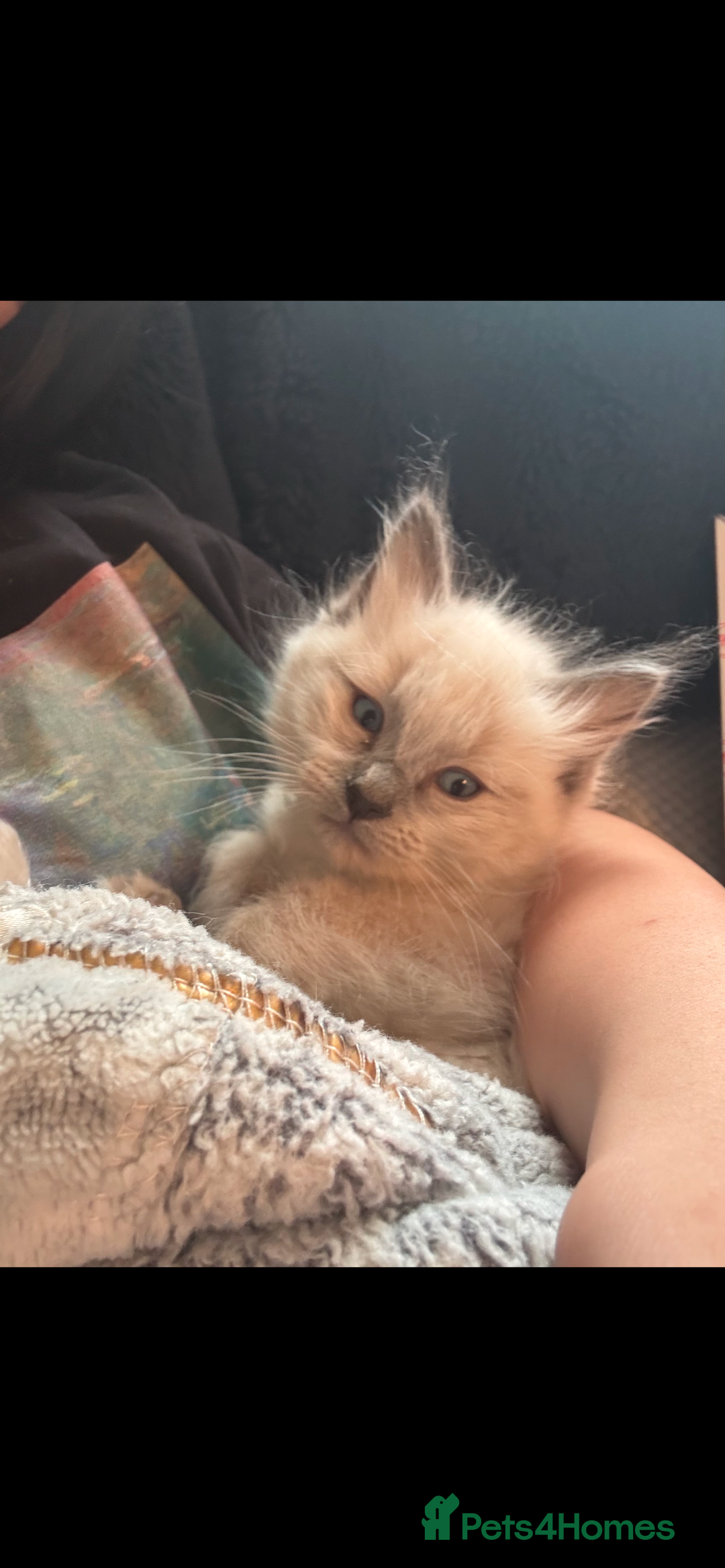 Ragdoll cats for sale: 3 gorgeous rag dolls ready to leave  - Image 10
