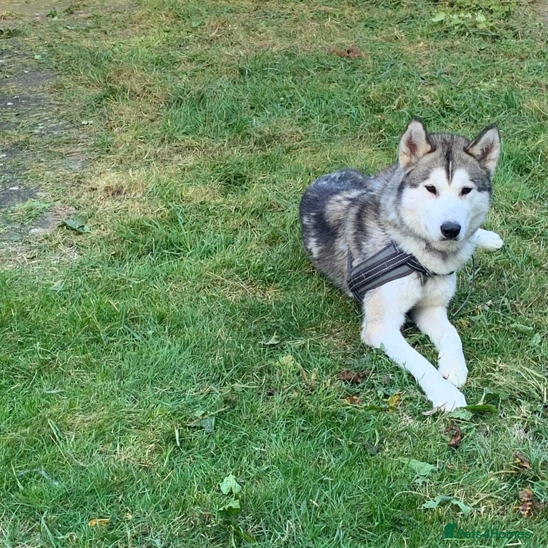 Siberian Husky dogs for sale: Beautiful boy needing forever home - Image 2