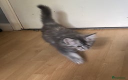 Maine Coon cats for sale: Maine coon kittens - Image 3