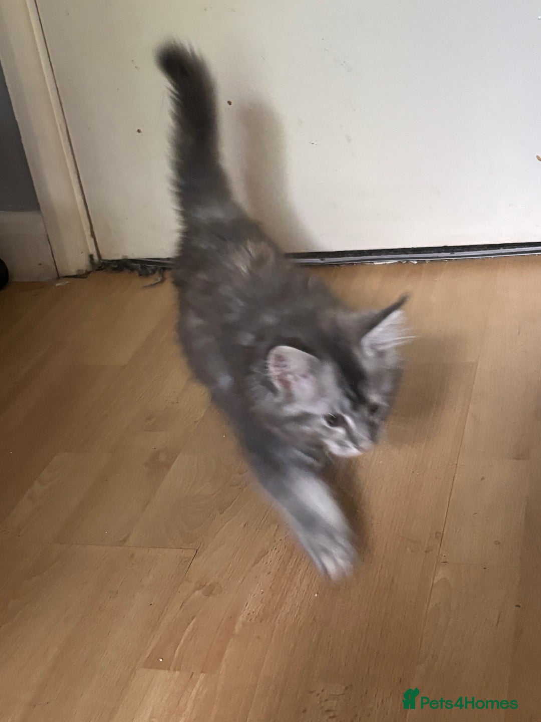 Maine Coon cats for sale: Maine coon kittens - Image 3