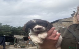 English Springer Spaniel dogs for sale: Stunning kc reg dna tested  - Image 12