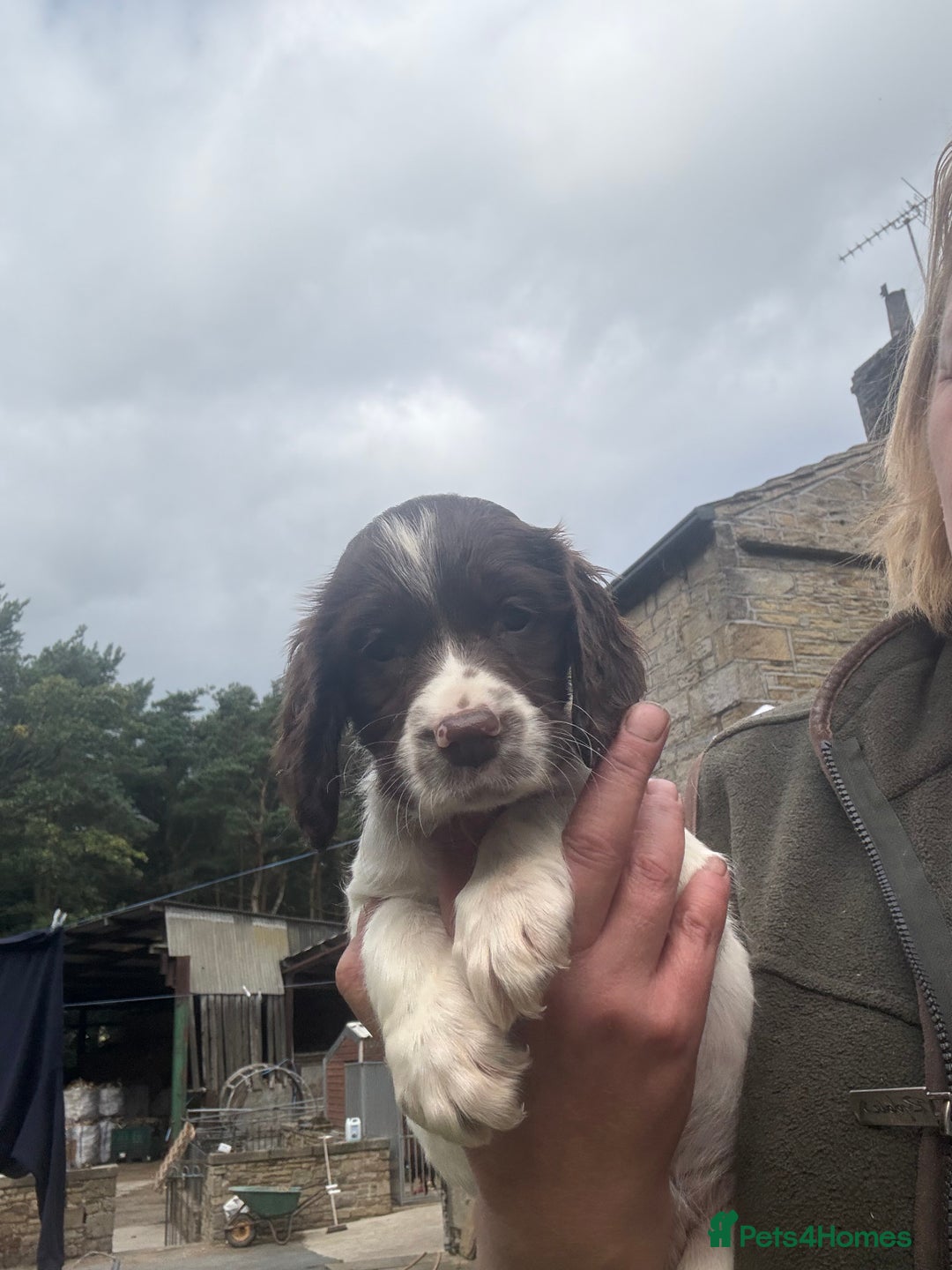 English Springer Spaniel dogs for sale: Stunning kc reg dna tested  - Image 12