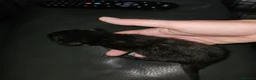Mixed Breed cats for sale: 4 stunning kittens - Advert 25
