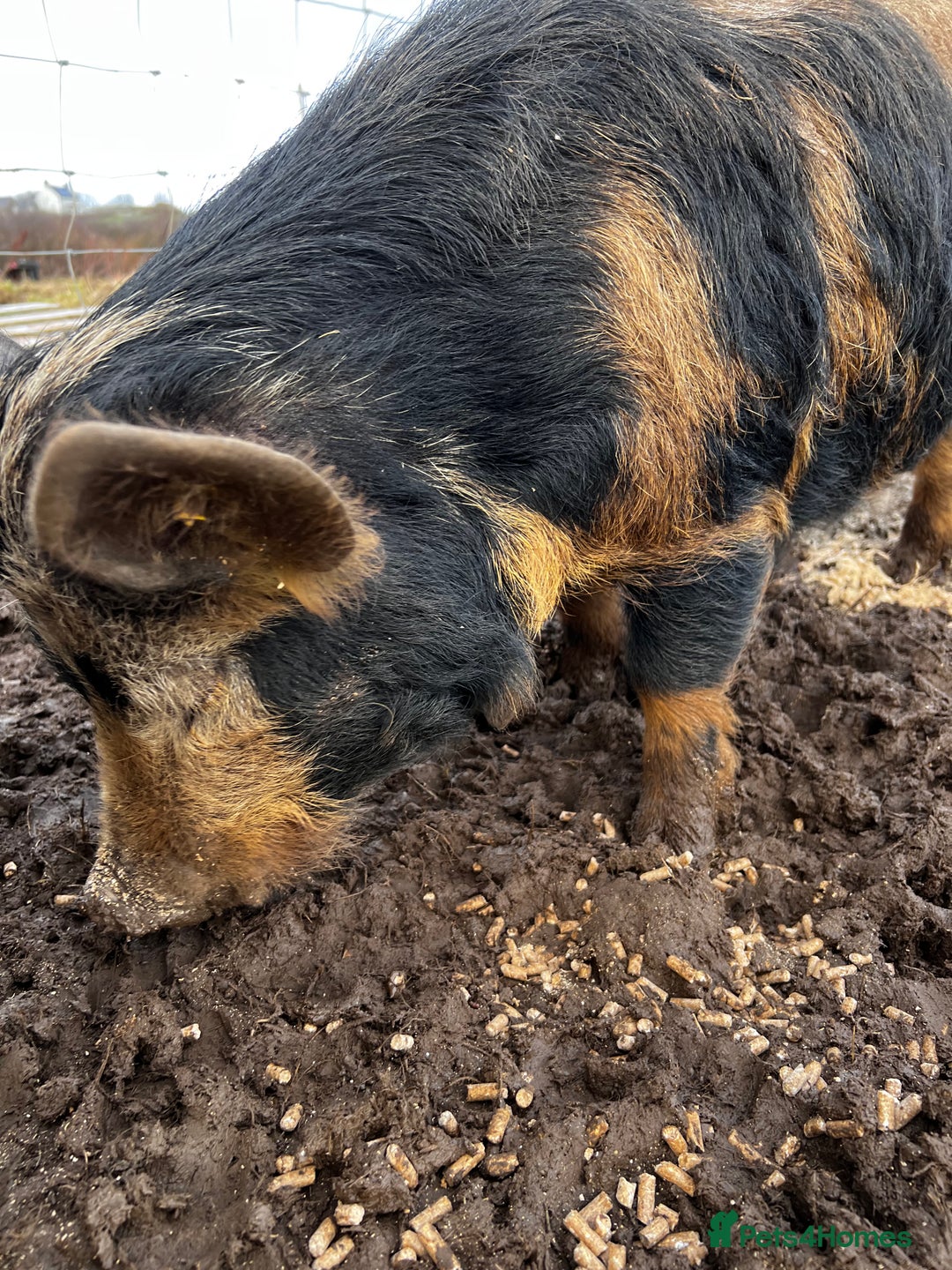 Pig livestock for sale: Kune kune cross boars, gilt and sow - Advert 7