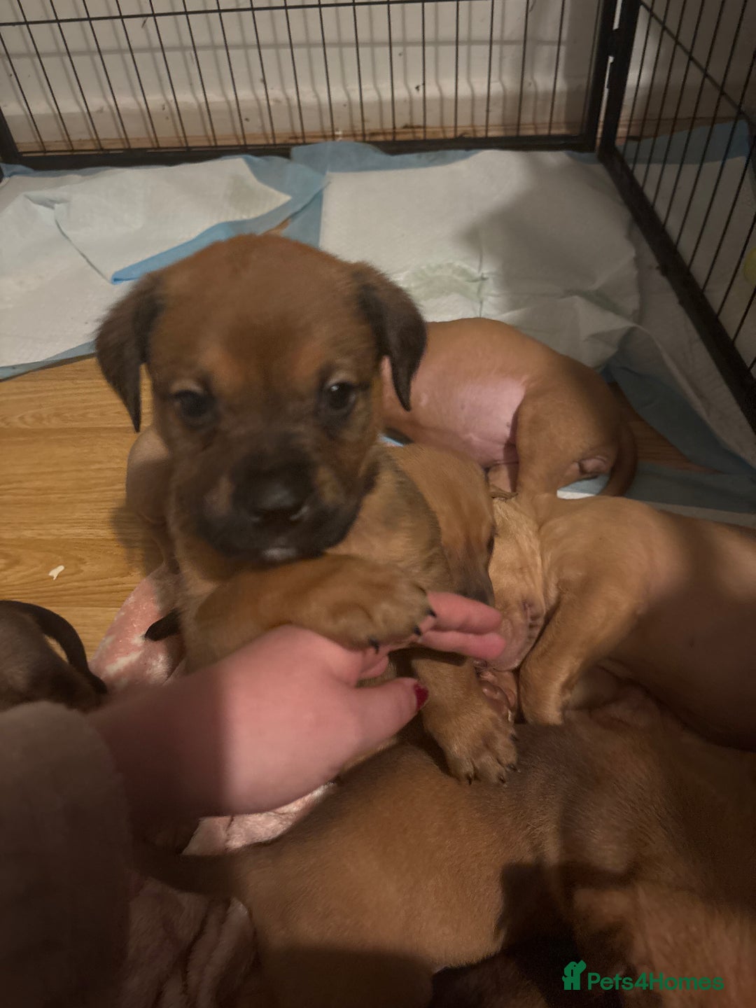 Mixed Breed dogs for sale: mastiffxrottweiler available now last 3 girls left - Advert 26