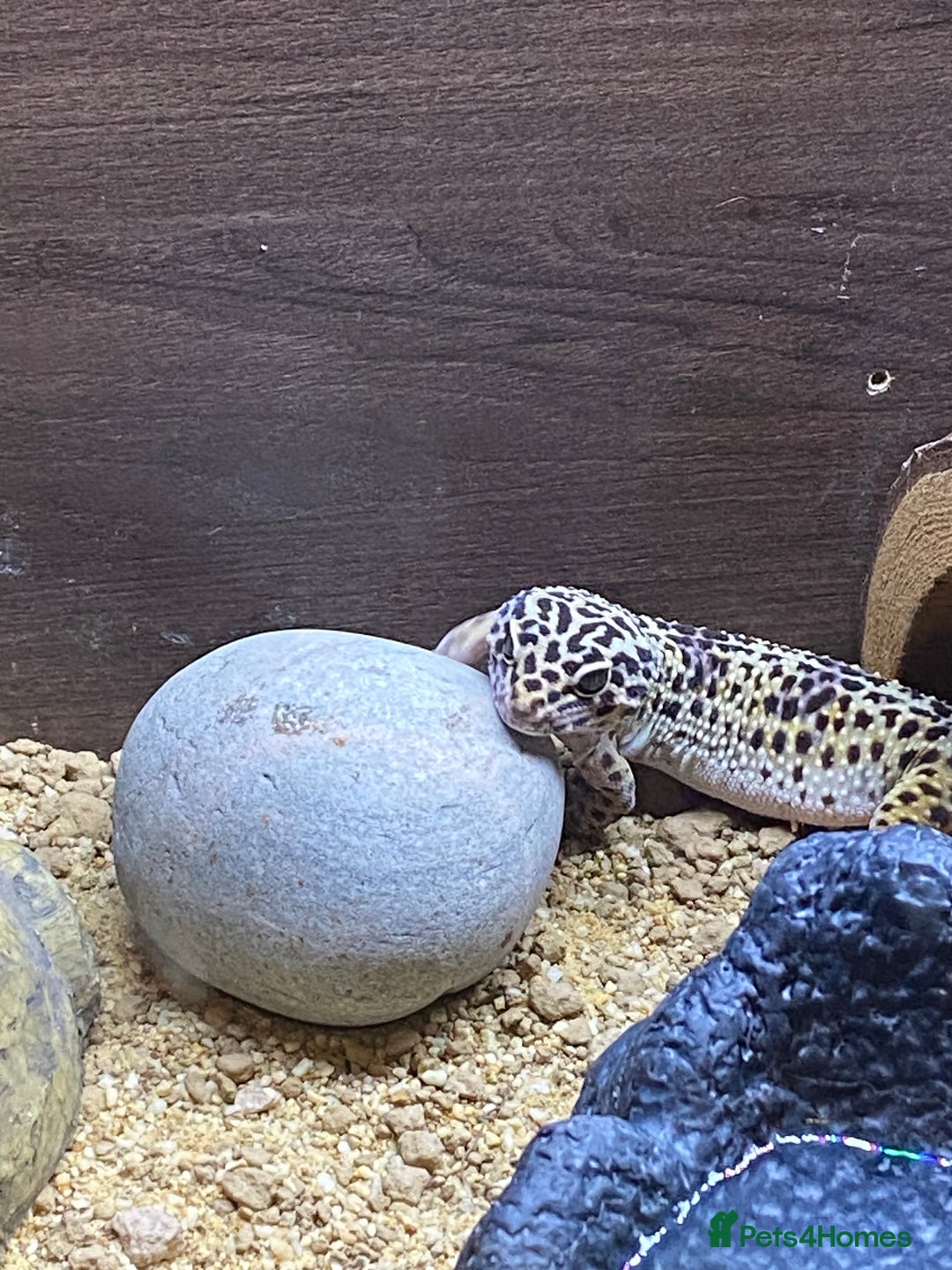 Leopard Gecko reptiles for sale: Leopard geeko and full set up  - Advert 3