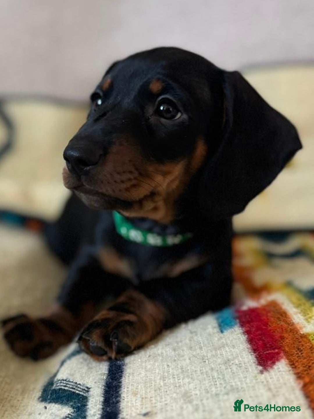 Dachshund dogs for sale: Beautiful Dachshund Puppies – KC Registered Lines - Advert 17