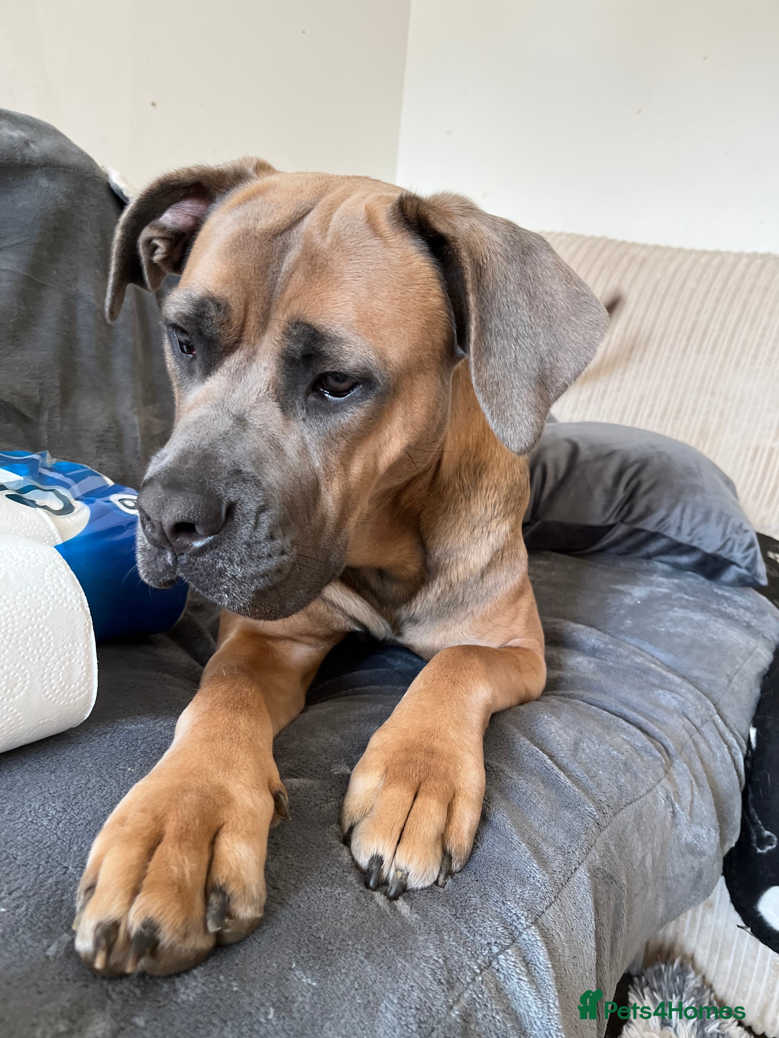 Cane Corso dogs Cane corso for rehoming - Advert 4