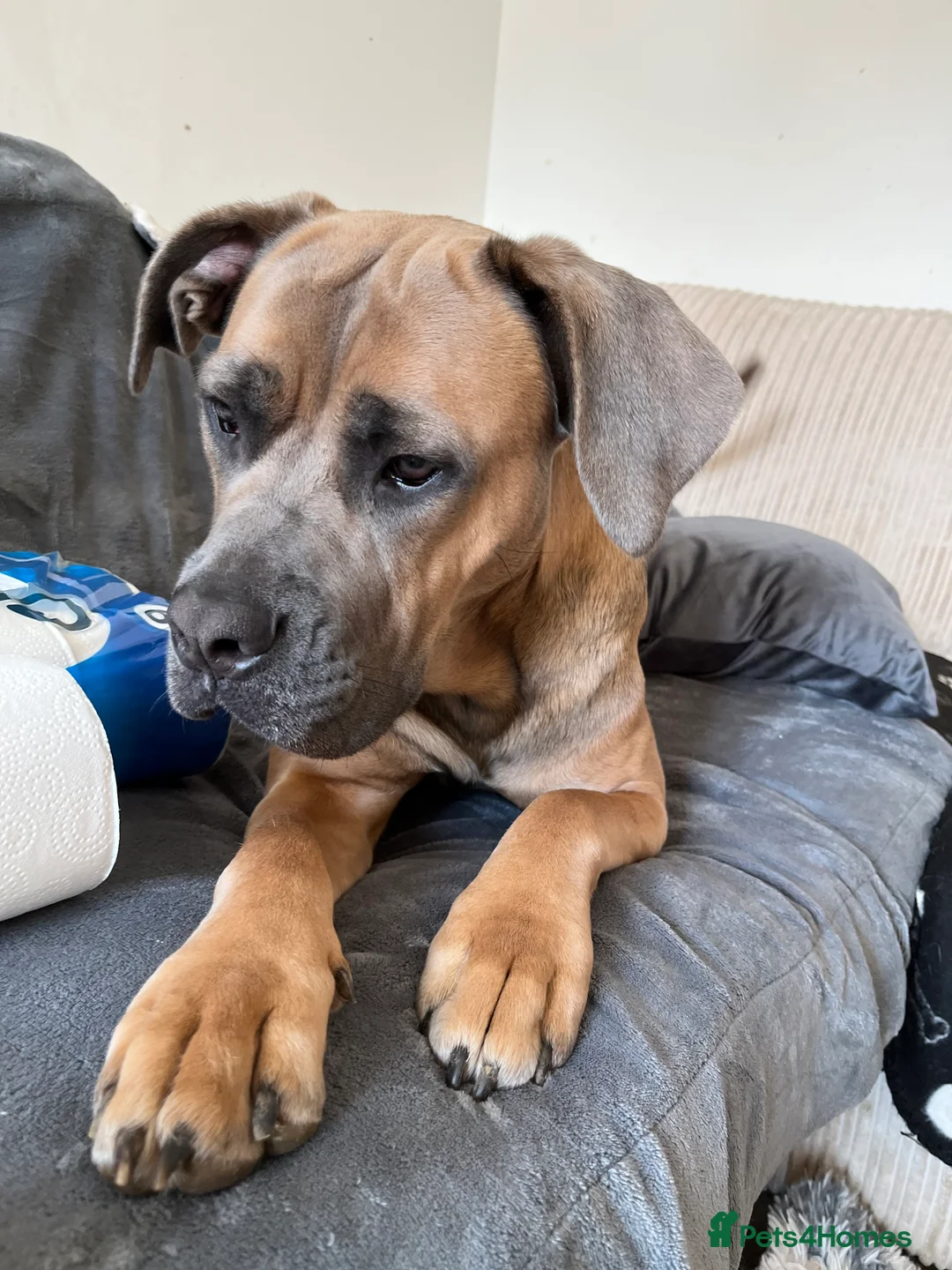 Cane Corso dogs for sale: Cane corso for rehoming - Advert 1