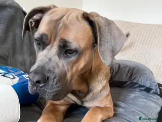 Cane Corso dogs Cane corso for rehoming - Advert 4