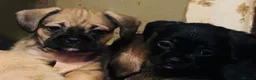 Mixed Breed dogs for sale: Beautiful puppies  - Advert 12