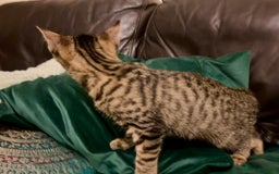 Bengal cats for sale: Bengal x Tabby Kittens  - Image 8