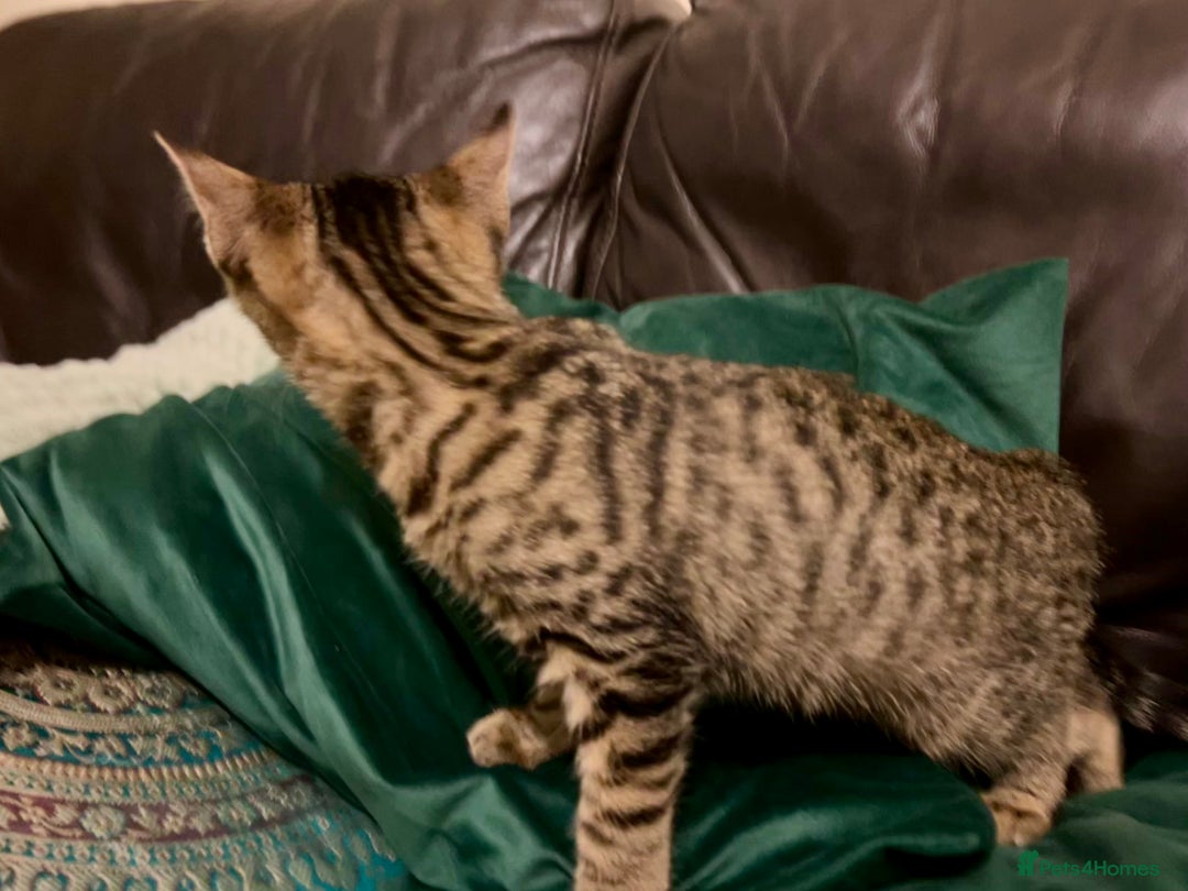 Bengal cats for sale: Bengal x Tabby Kittens  - Image 8