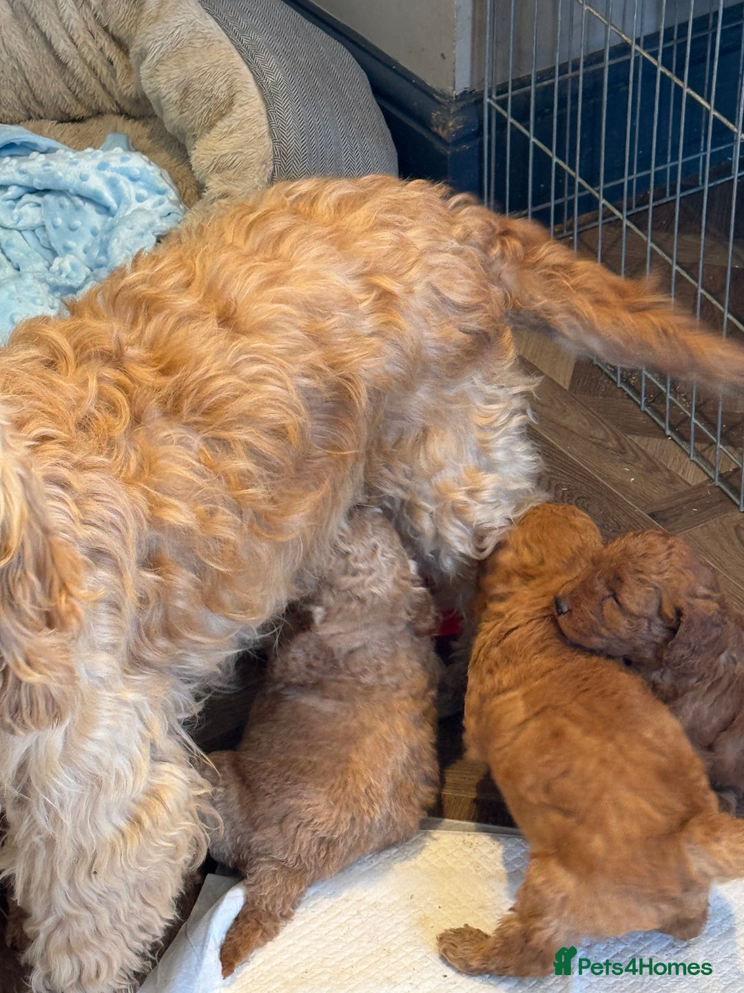 Cockapoo dogs for sale: Cockapoos Toy pra clear  - Image 3
