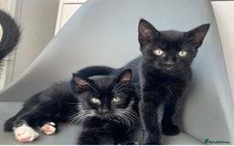 British Longhair cats for sale: Mixed breed kittens long hair Ready now! in Sevenoaks - Image 12