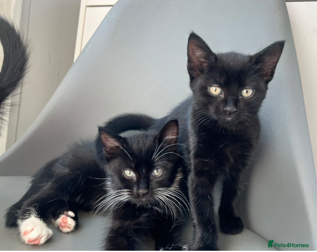 British Longhair cats for sale: Mixed breed kittens long hair Ready now! in Sevenoaks - Image 12