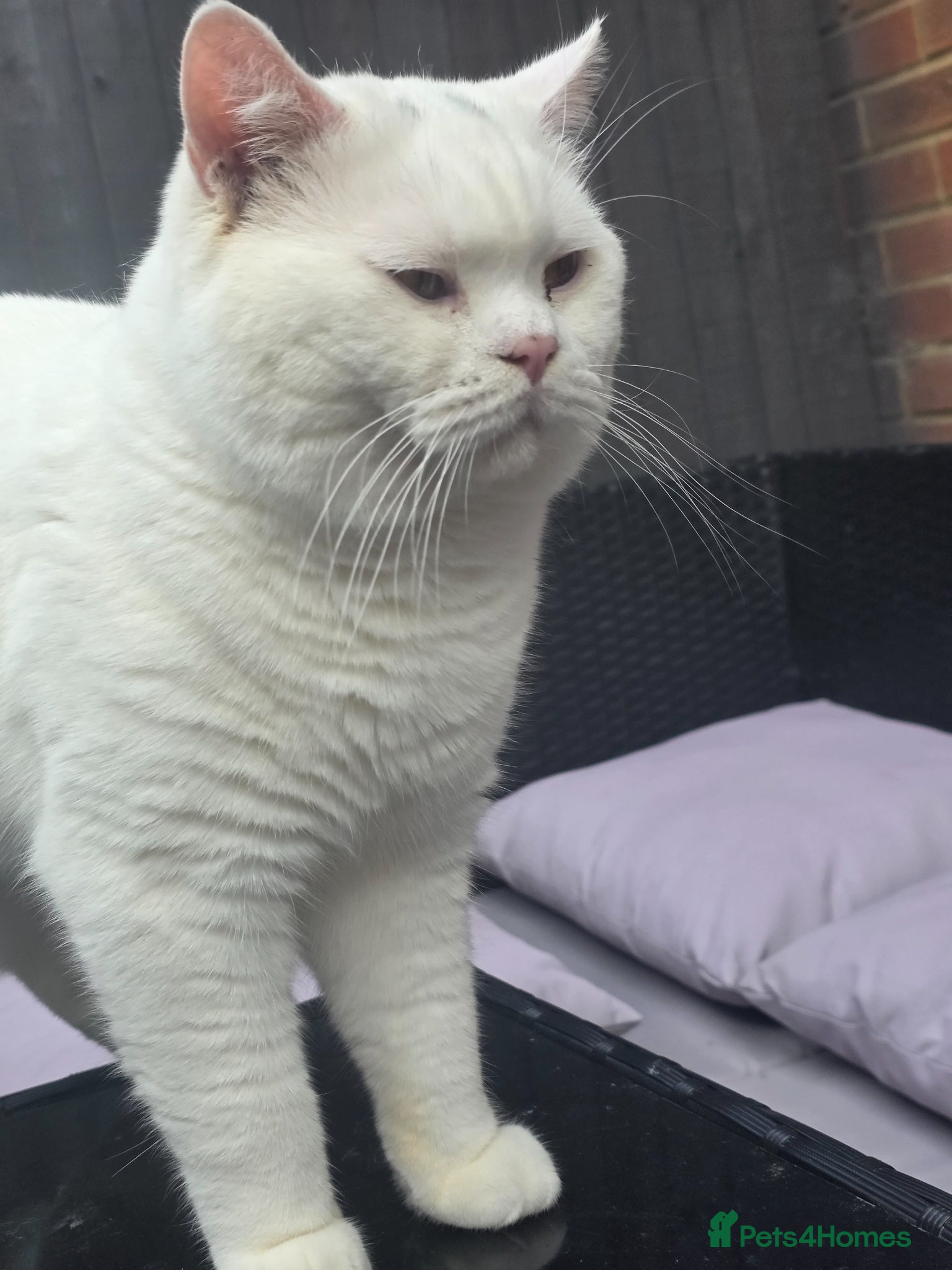 British Shorthair cats BSH White Boy GCCF registered – proven stud   - Advert 4