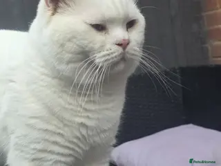 British Shorthair cats BSH White Boy GCCF registered – proven stud - Advert 4