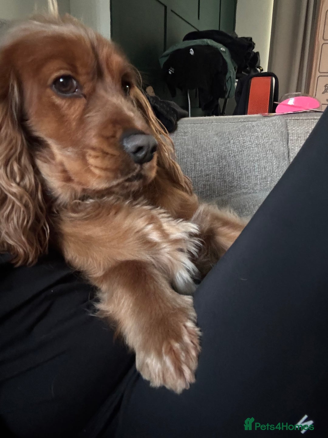 Cocker Spaniel dogs for sale: Cocker spaniel male  - Image 3