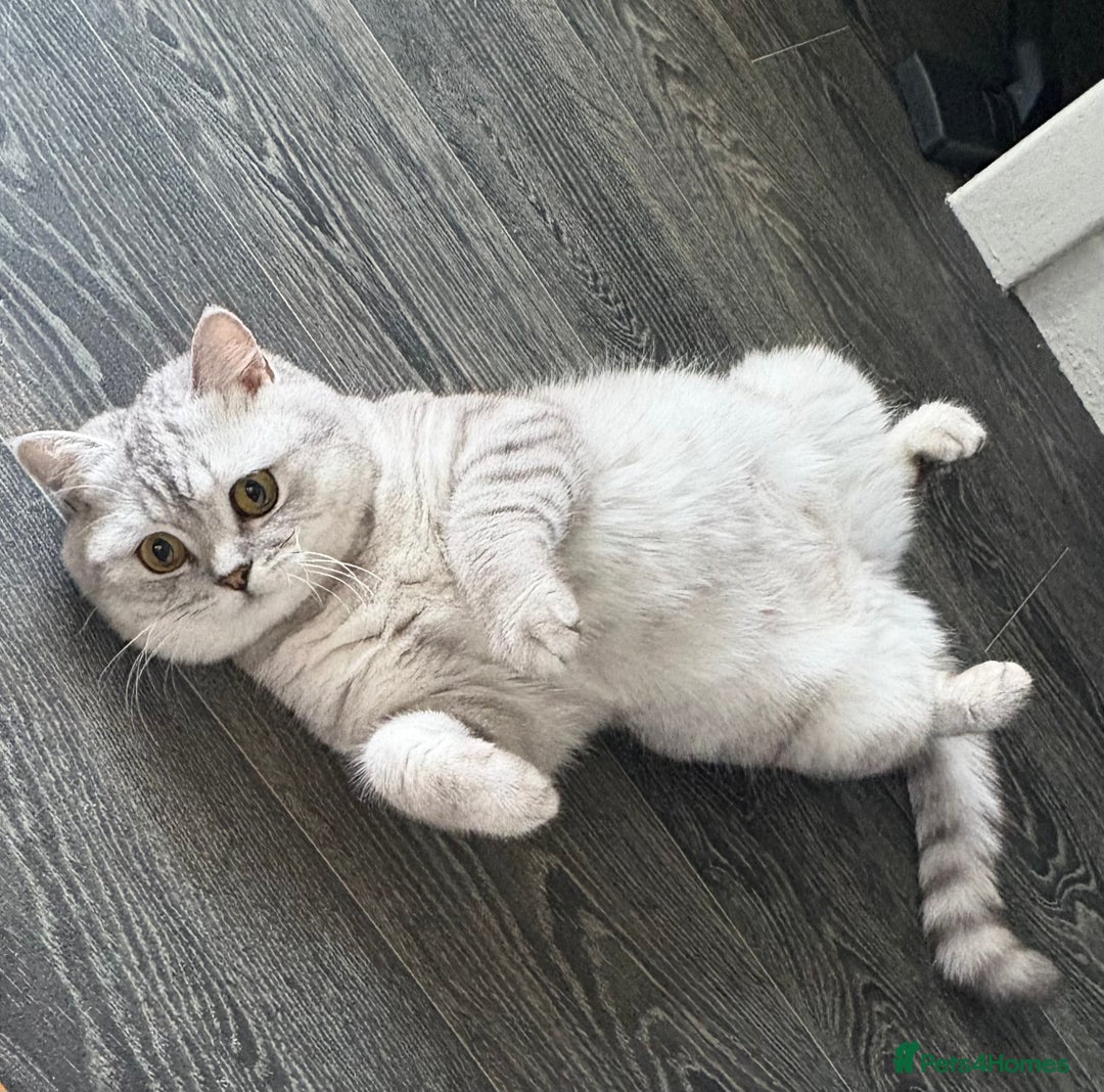 British Shorthair cats for sale: Beautiful bsh kitten, last one left!  - Advert 18