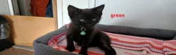 Mixed Breed cats for sale: 6 kitties looking for new forever homes - Advert 6