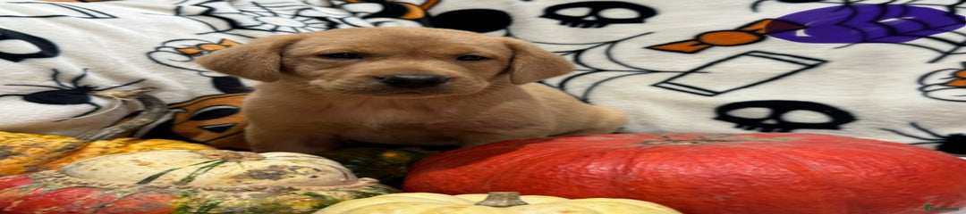 Labrador Retriever Puppy 9