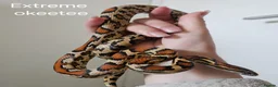 Corn Snake reptiles for sale: Various Corn Snakes for Sale  - Advert 1