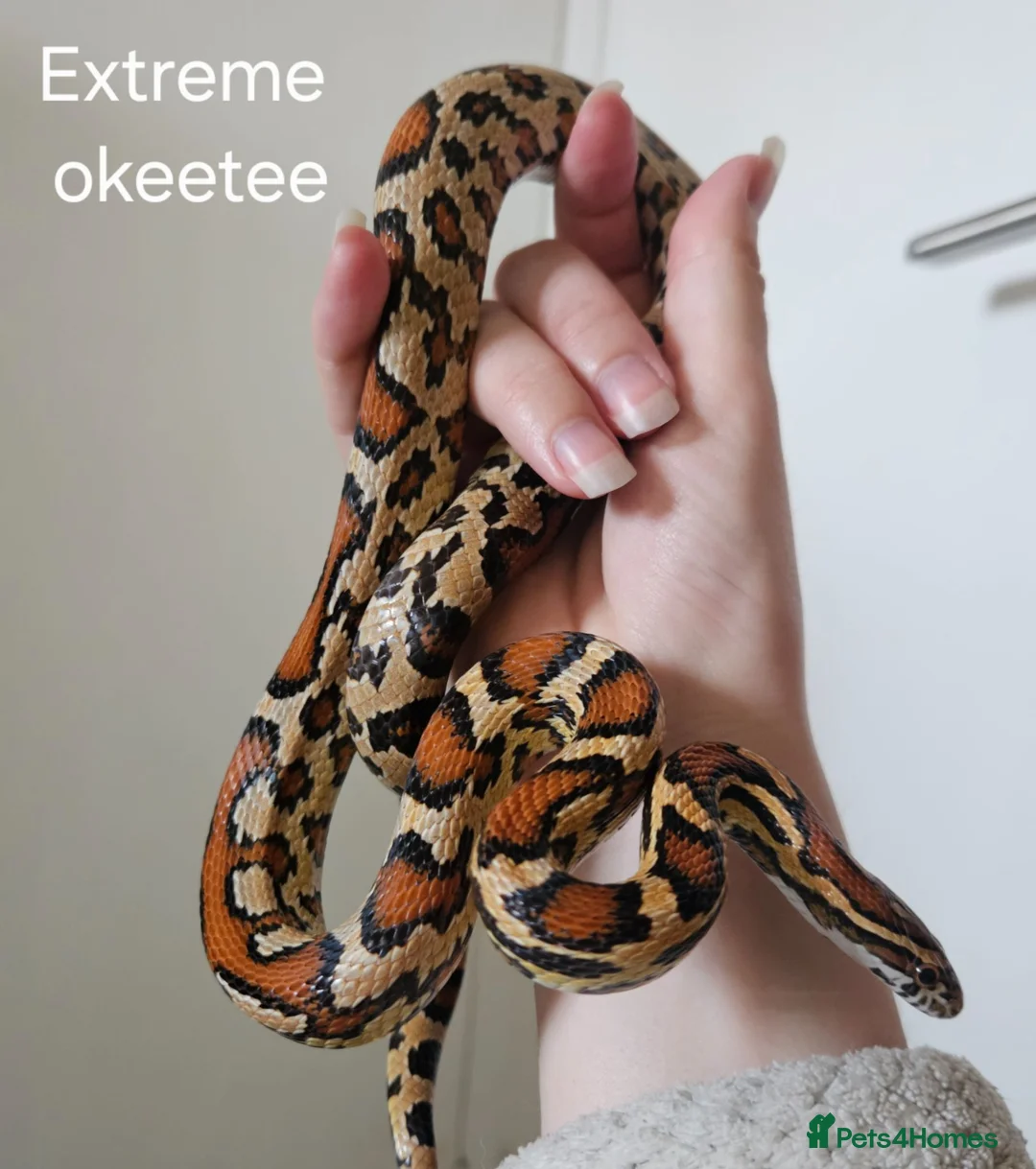 Corn Snake reptiles for sale: Various Corn Snakes for Sale  - Advert 1