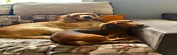 Miniature Dachshund dogs for sale: Beautiful Pedigree Long-Haired Dachshund Puppy - Advert 3