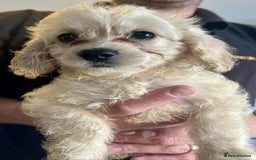 Mixed Breed dogs for sale: *Ready Now* Maltipoo X Cockapoo Puppies  - Image 3