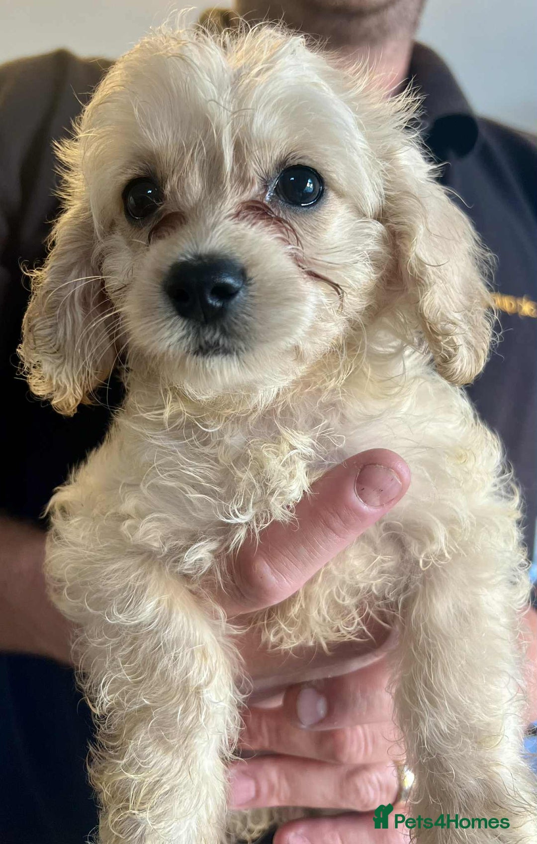 Mixed Breed dogs for sale: *Ready Now* Maltipoo X Cockapoo Puppies  - Image 3